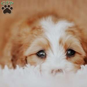 Floyd, Mini Bernedoodle Puppy