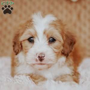 Floyd, Mini Bernedoodle Puppy