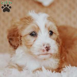 Floyd, Mini Bernedoodle Puppy