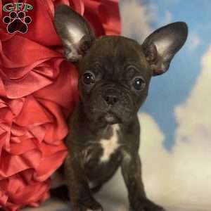 Sadie, Frenchton Puppy