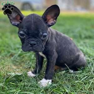 Bandit, Frenchton Puppy