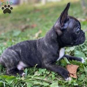 Bandit, Frenchton Puppy