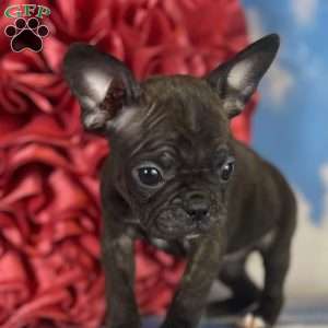 Sadie, Frenchton Puppy