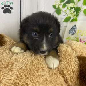 Jasper, Australian Shepherd Puppy