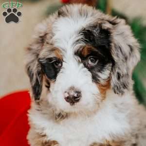 Hannah, Bernedoodle Puppy