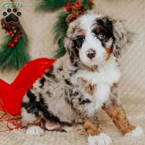 Hannah, Bernedoodle Puppy