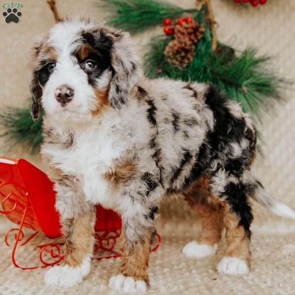 Hannah, Bernedoodle Puppy