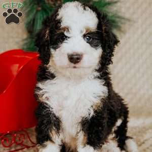 Harvey, Bernedoodle Puppy