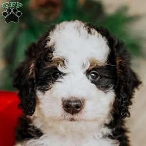 Harvey, Bernedoodle Puppy