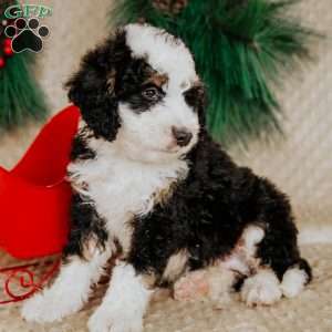 Harvey, Bernedoodle Puppy