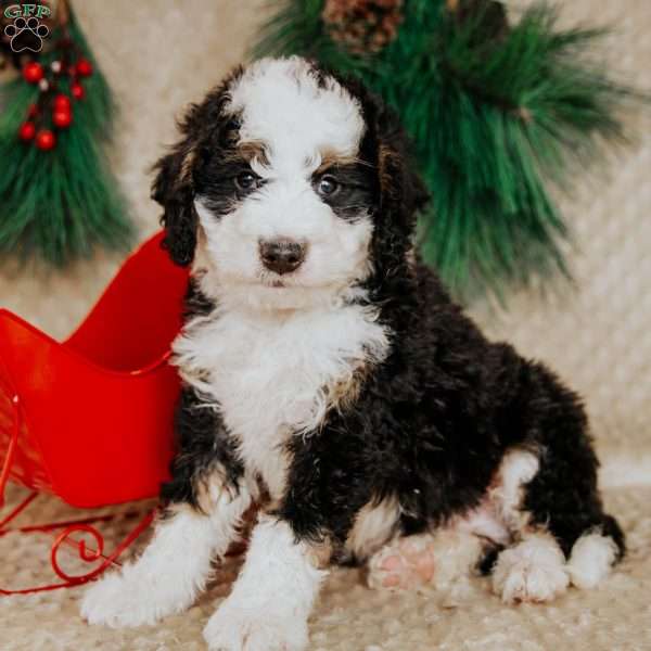 Harvey, Bernedoodle Puppy