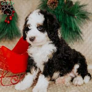 Harvey, Bernedoodle Puppy