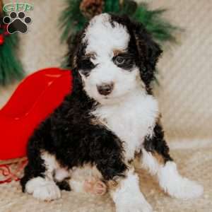 Harvey, Bernedoodle Puppy