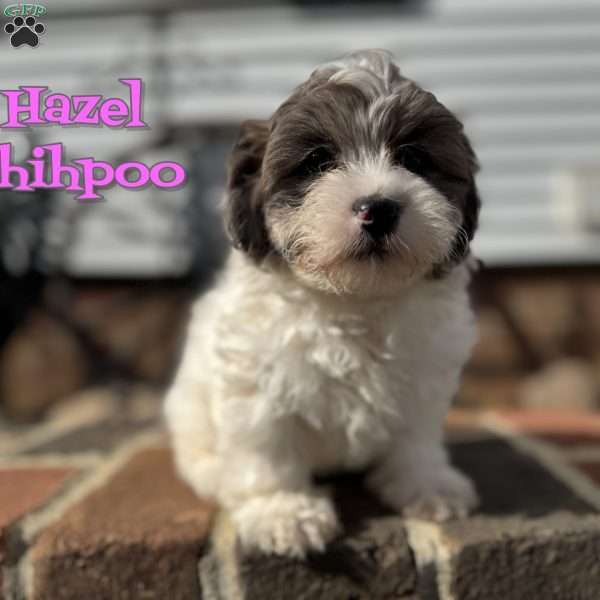 Hazel, Shih-Poo Puppy