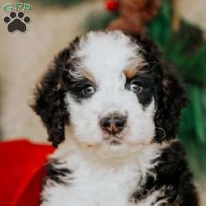 Hector, Bernedoodle Puppy