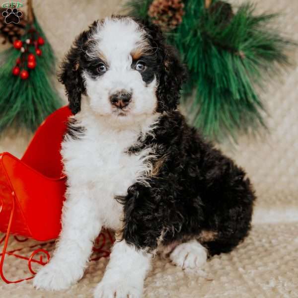 Hector, Bernedoodle Puppy