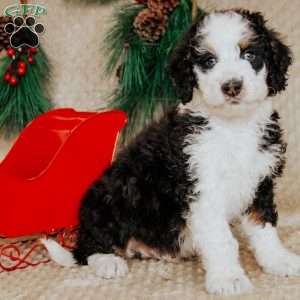 Hector, Bernedoodle Puppy