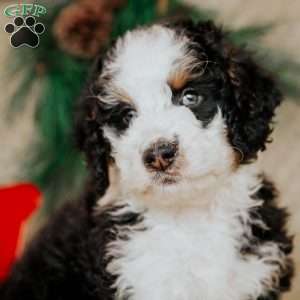 Hector, Bernedoodle Puppy