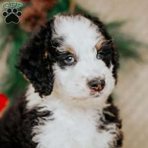 Hector, Bernedoodle Puppy