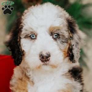 Helen, Bernedoodle Puppy