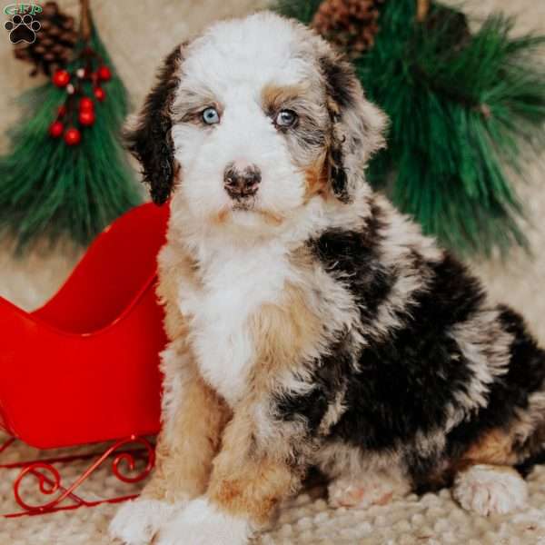 Helen, Bernedoodle Puppy