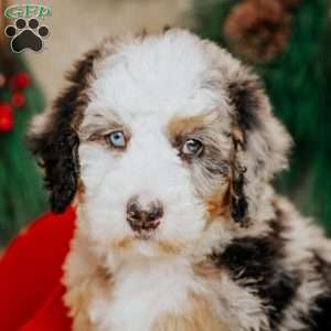 Helen, Bernedoodle Puppy