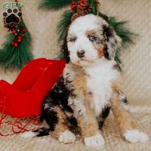 Helen, Bernedoodle Puppy