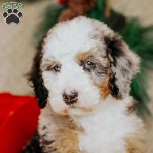 Helen, Bernedoodle Puppy