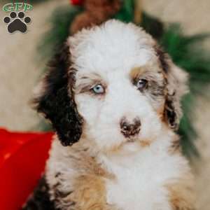 Helen, Bernedoodle Puppy