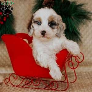 Holly, Bernedoodle Puppy