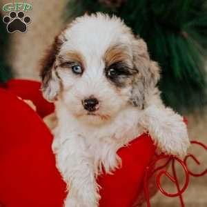 Holly, Bernedoodle Puppy