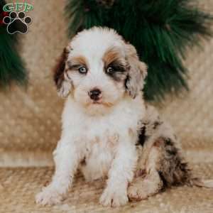 Holly, Bernedoodle Puppy