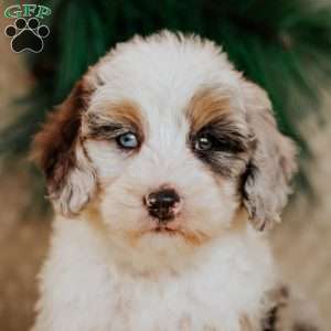 Holly, Bernedoodle Puppy