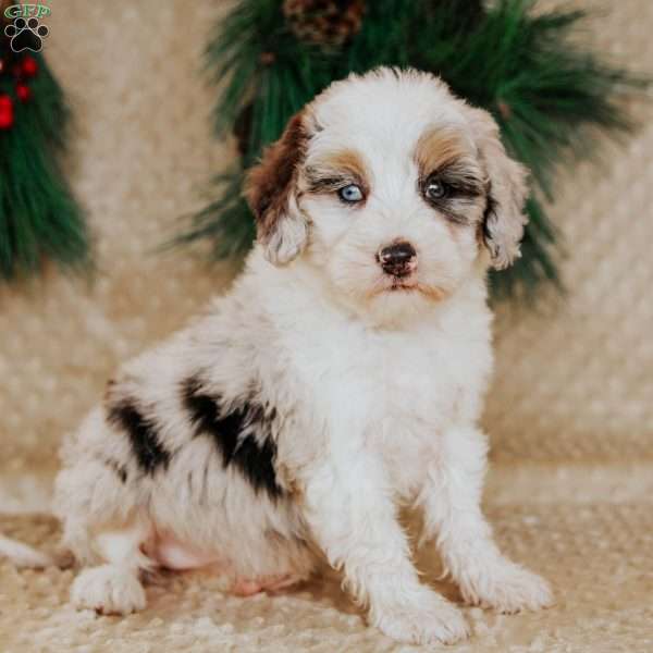 Holly, Bernedoodle Puppy