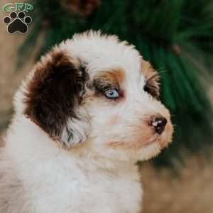 Holly, Bernedoodle Puppy