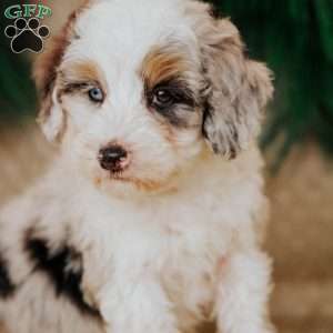 Holly, Bernedoodle Puppy