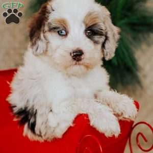 Holly, Bernedoodle Puppy