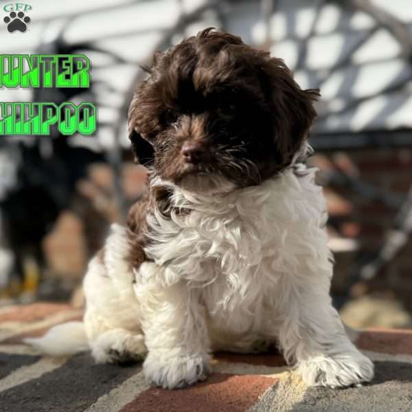 Hunter, Shih-Poo Puppy