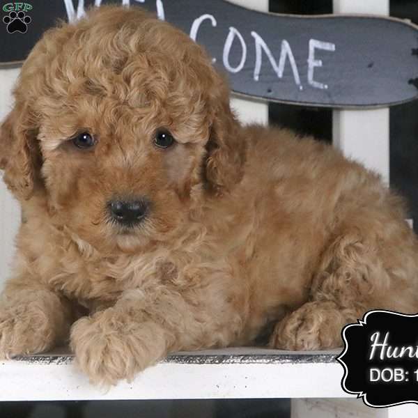 Hunter, Miniature Poodle Puppy