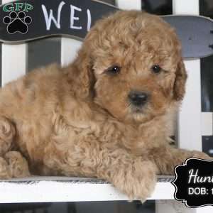 Hunter, Miniature Poodle Puppy