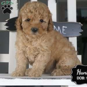 Hunter, Miniature Poodle Puppy