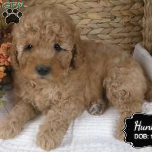 Hunter, Miniature Poodle Puppy