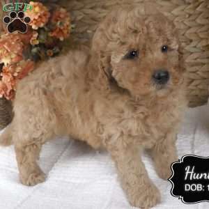 Hunter, Miniature Poodle Puppy