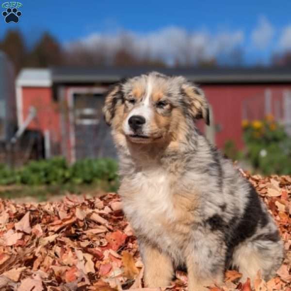 Brooke, Miniature Australian Shepherd Puppy