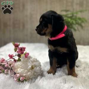 Jenna, Rottweiler Puppy