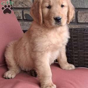 Hudson, Golden Retriever Puppy