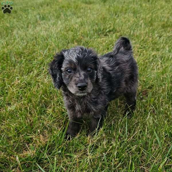 Eddie, Mini Goldendoodle Puppy