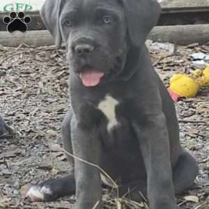 Hera, Cane Corso Puppy