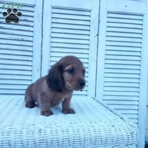 Russell, Dachshund Puppy