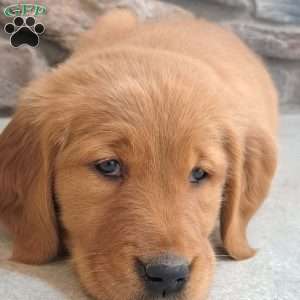 Liberty, Golden Retriever Puppy